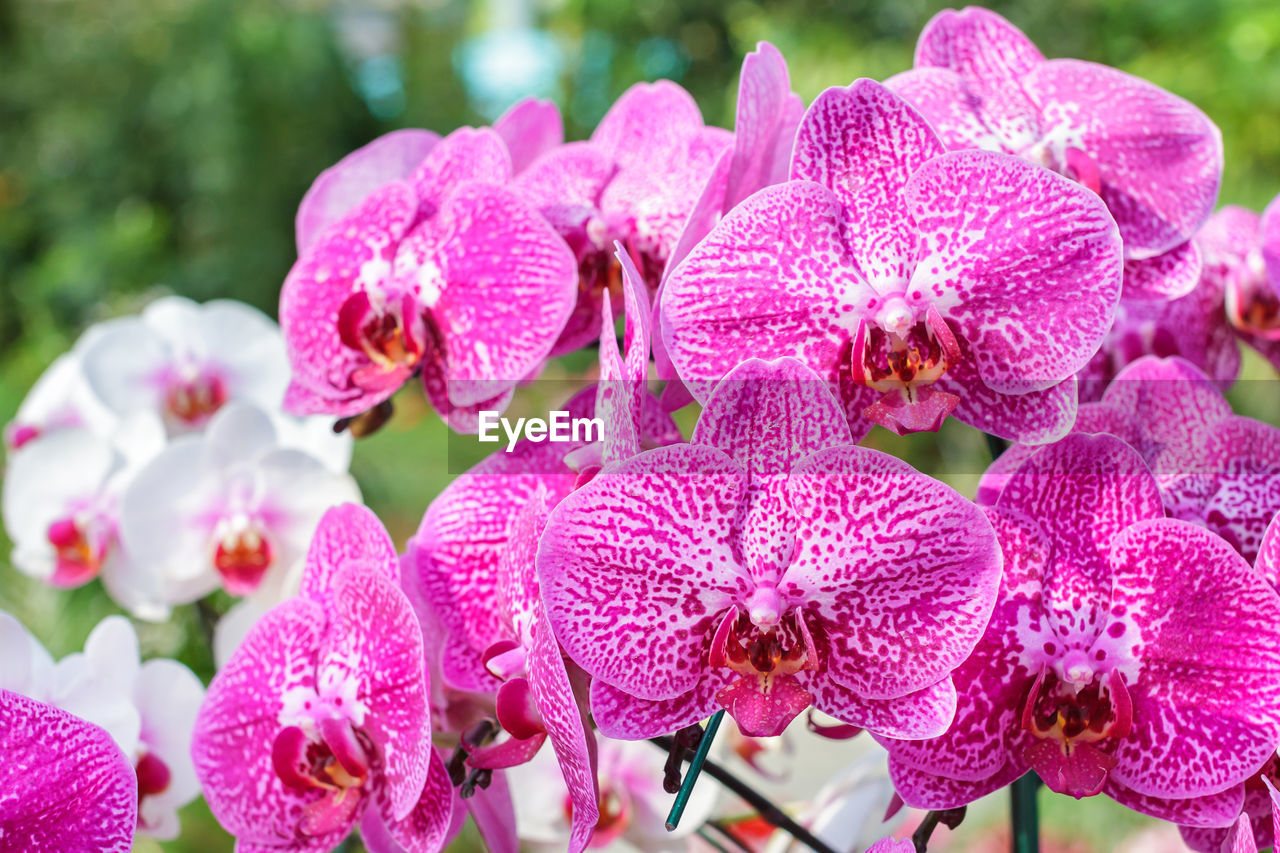 CLOSE-UP OF PINK ORCHID IN PARK