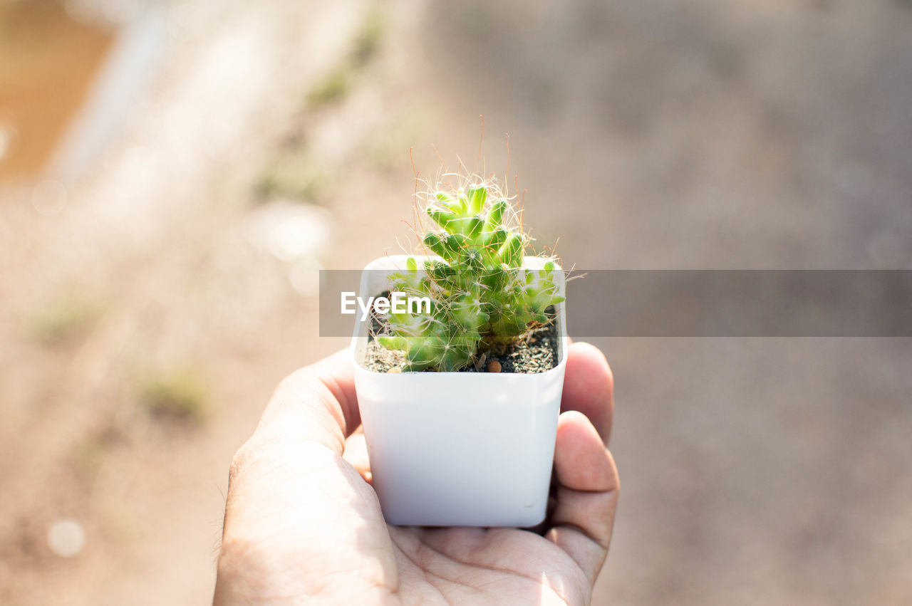 HAND HOLDING PLANT