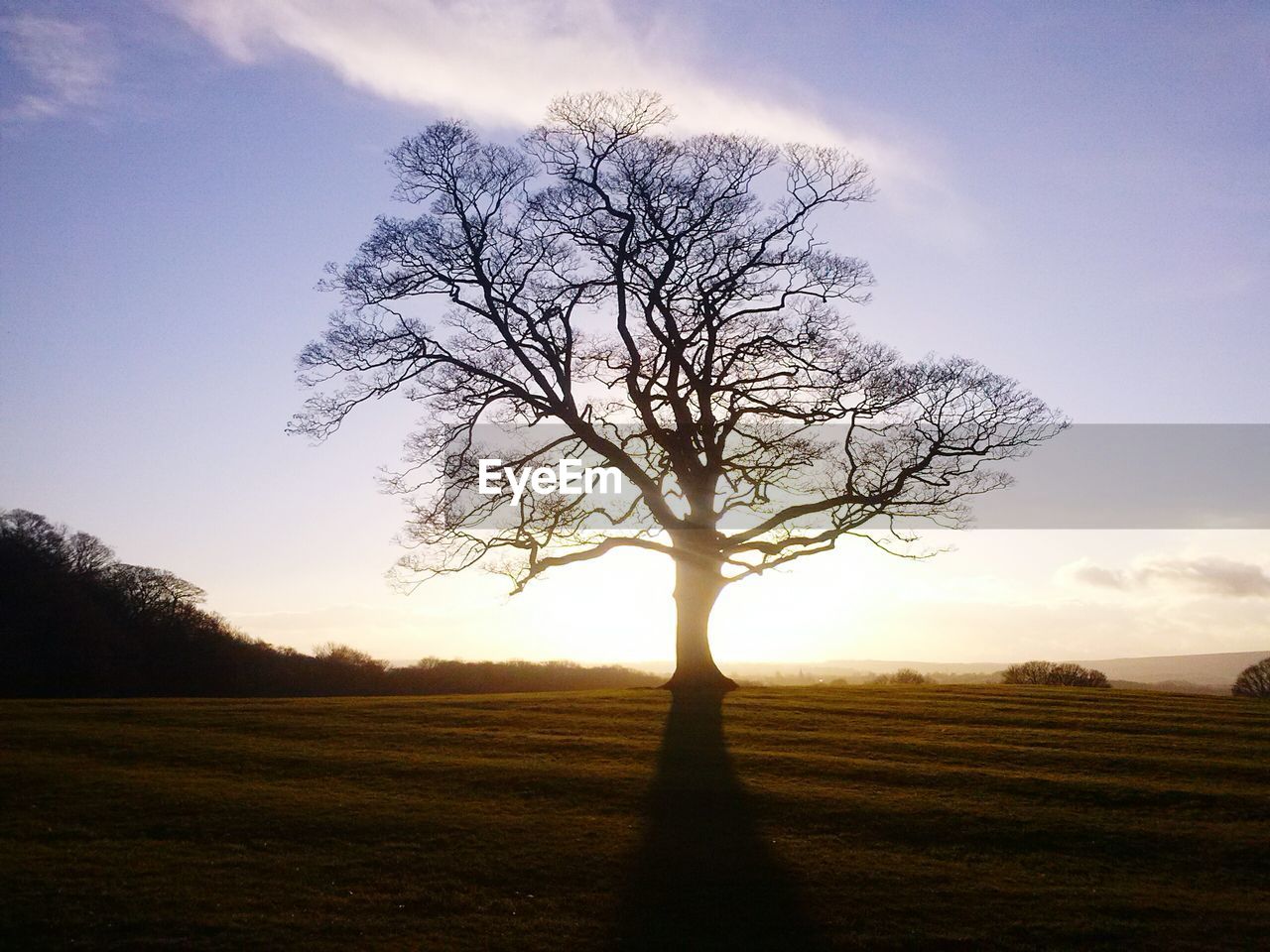 TREE IN FIELD AGAINST SKY