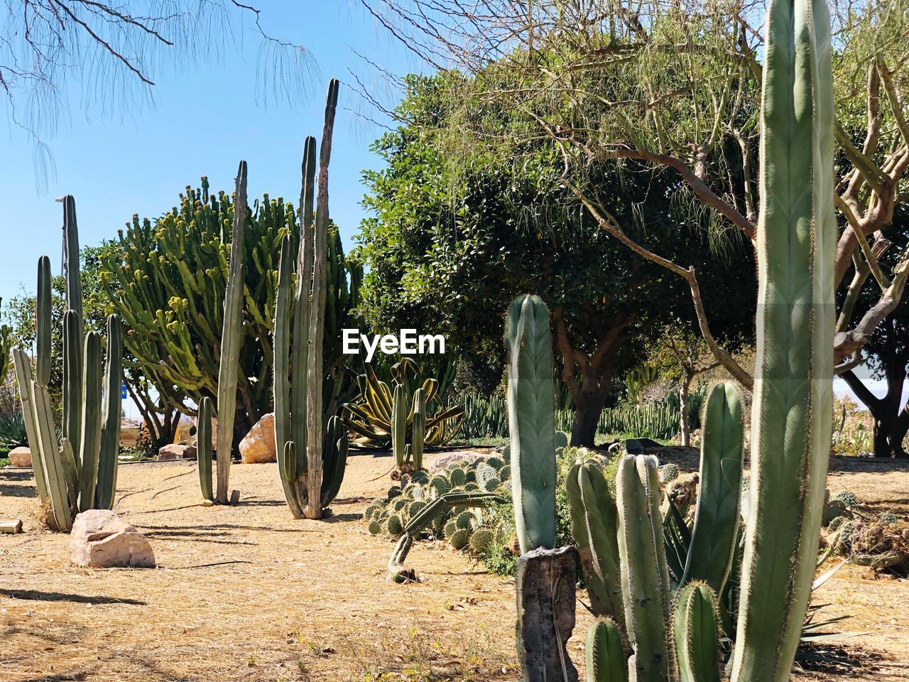 CACTUS GROWING IN FIELD