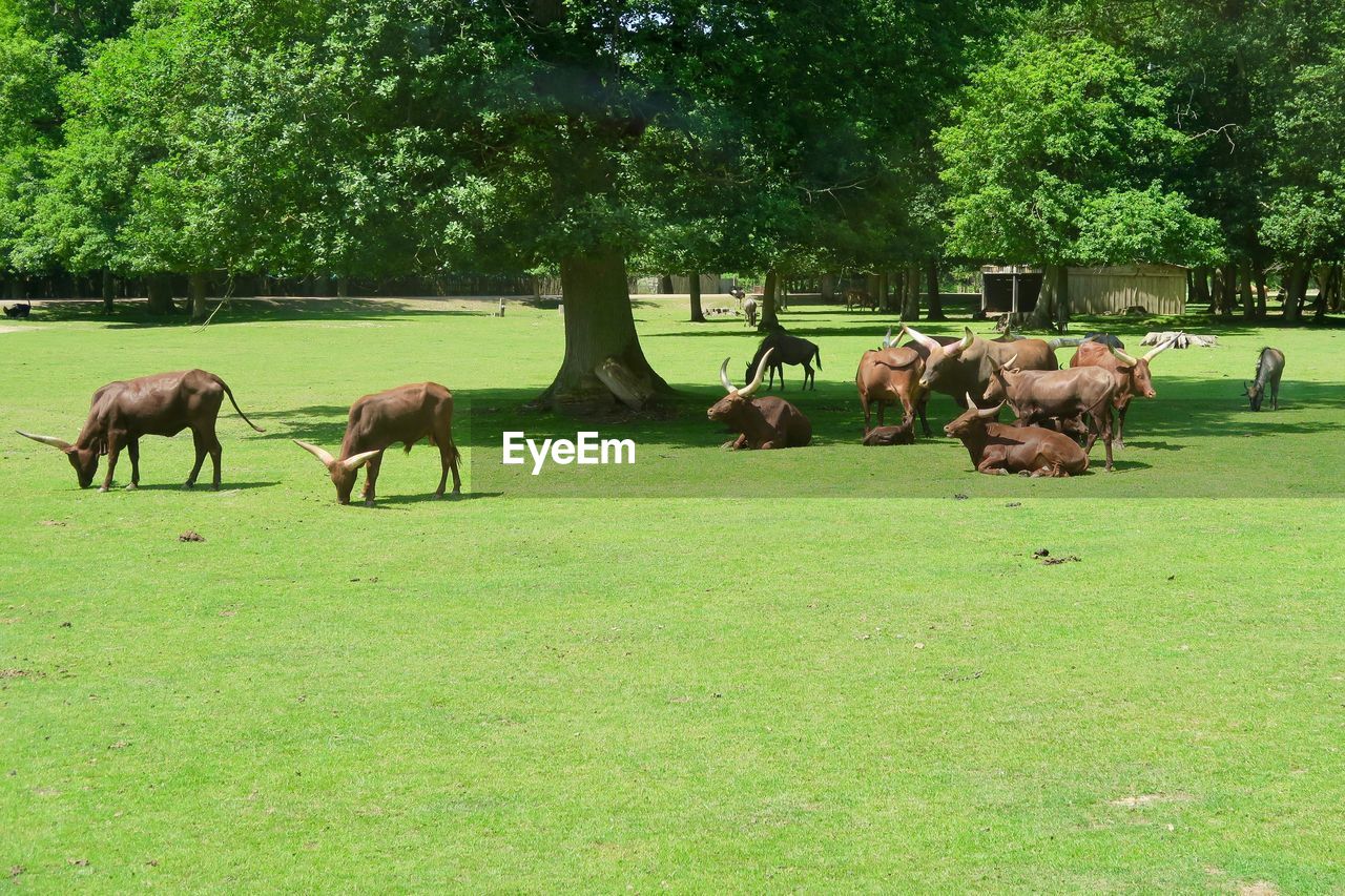 VIEW OF HORSES IN THE FIELD