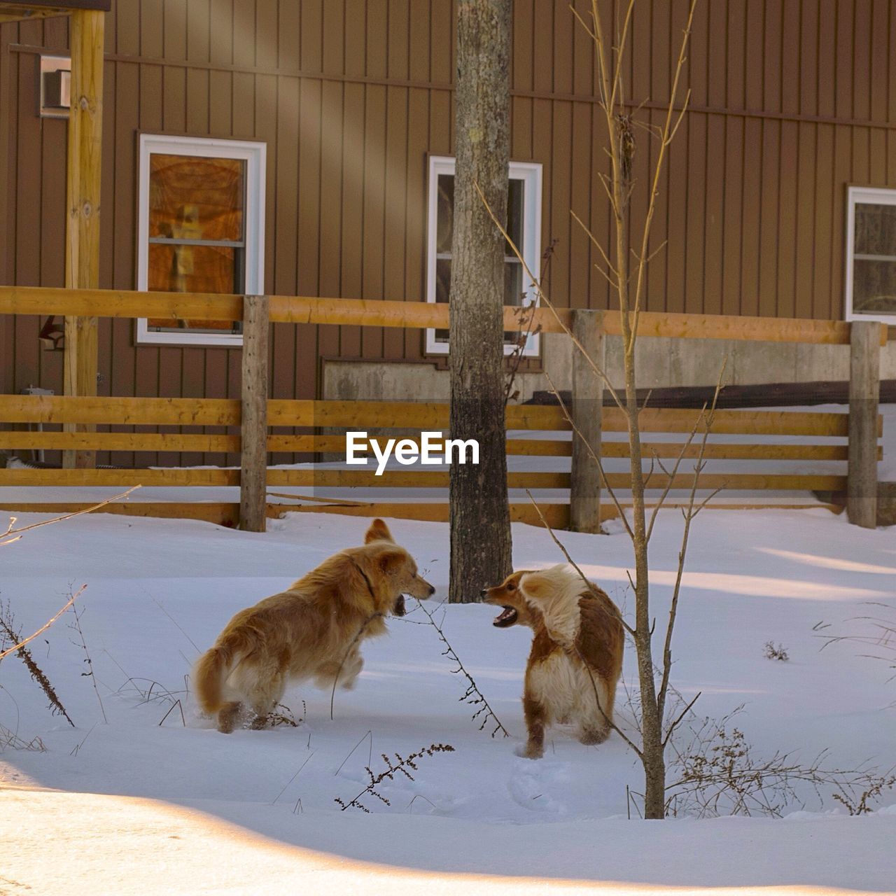 Dogs standing on snowy field