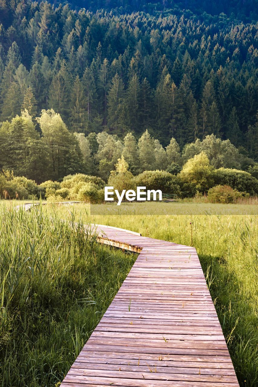 Boardwalk amidst trees in forest