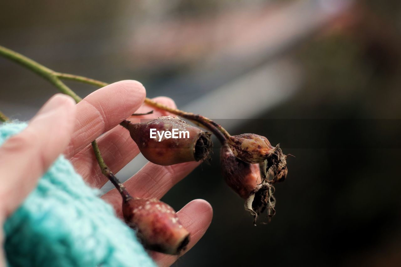 Close up of hand holding rosehip 