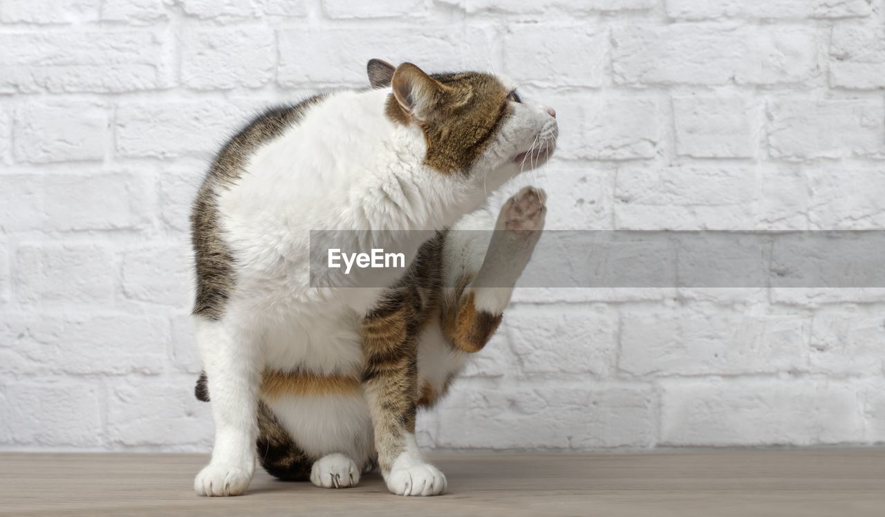 Indoor tabby cat is trying to scratch her ear.