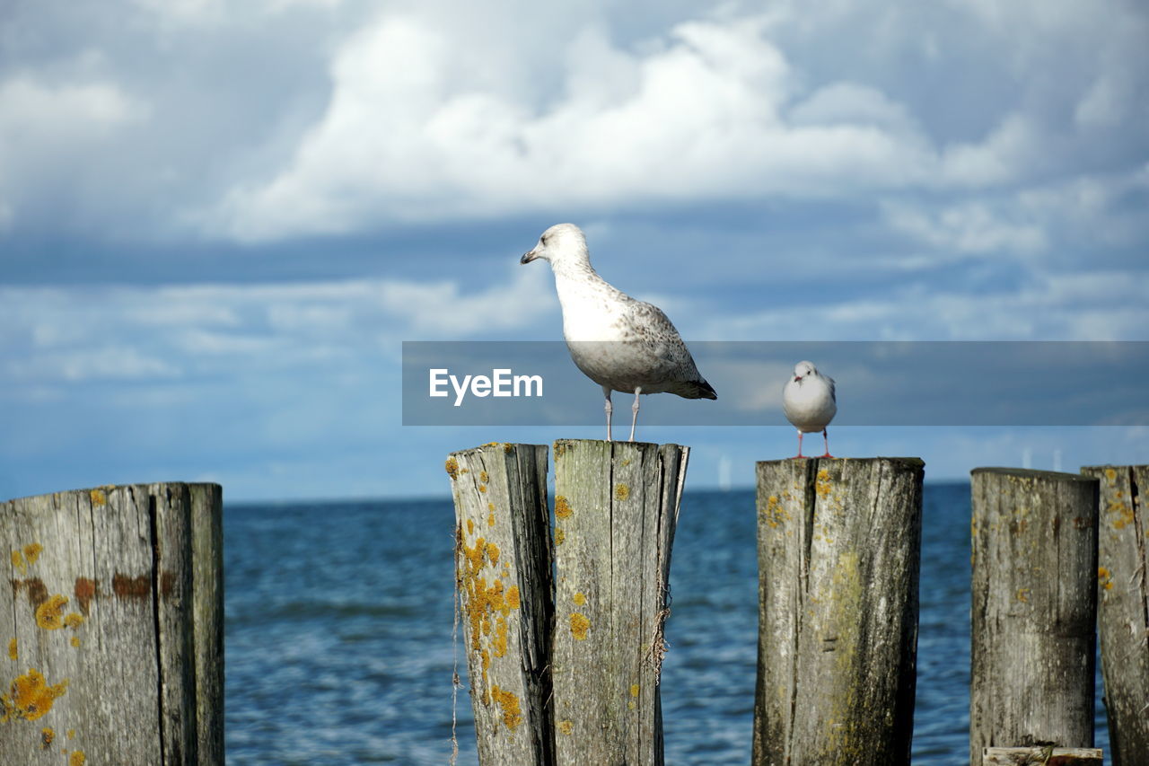 Seagull perching on wooden post