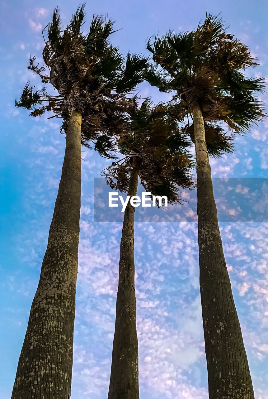 Low angle view of palm trees against blue sky