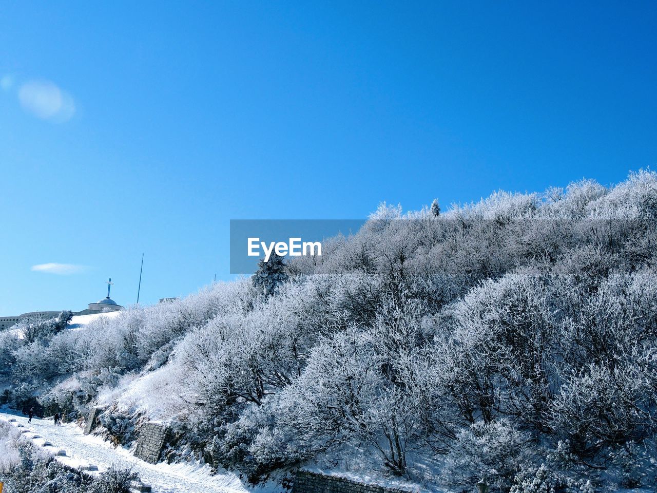 Snow covered plants against clear blue sky