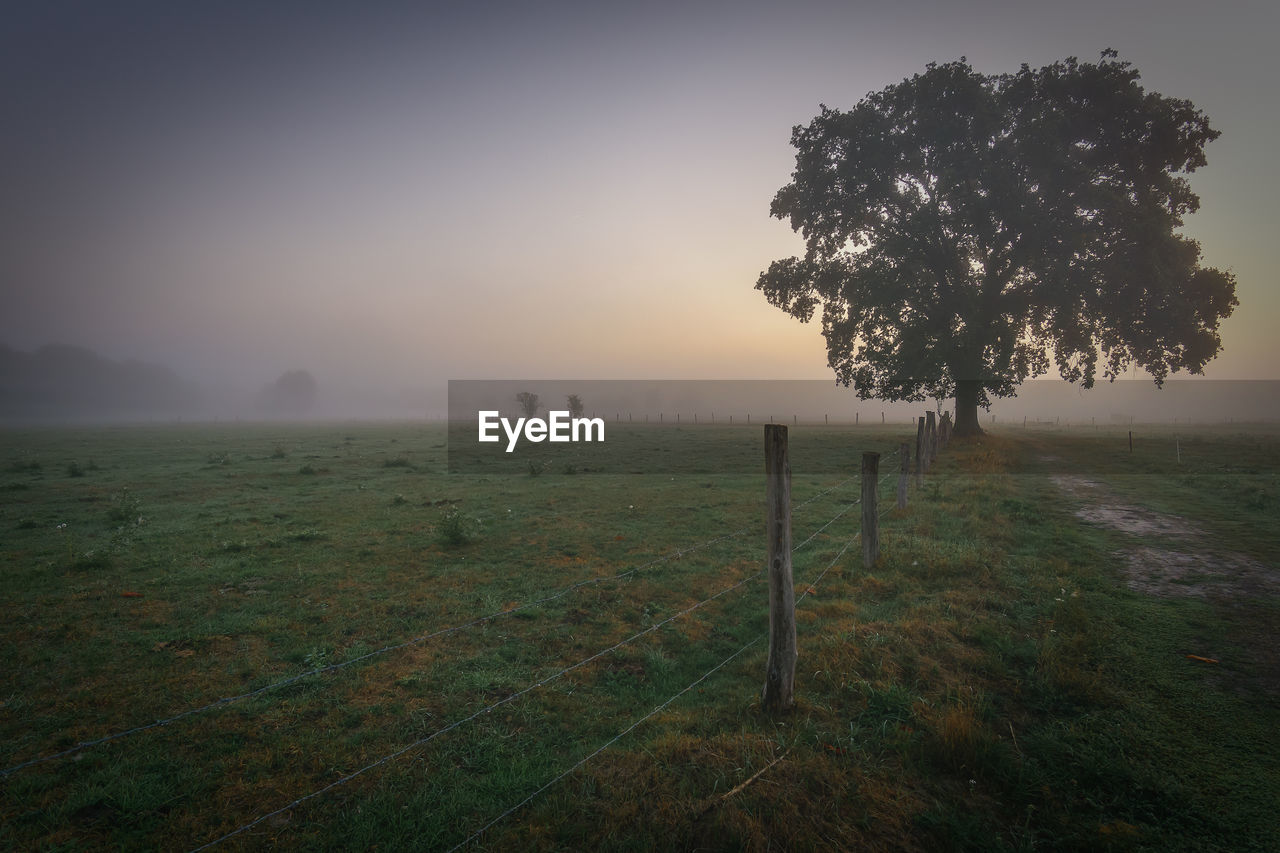 Tree on field against sky during foggy weather