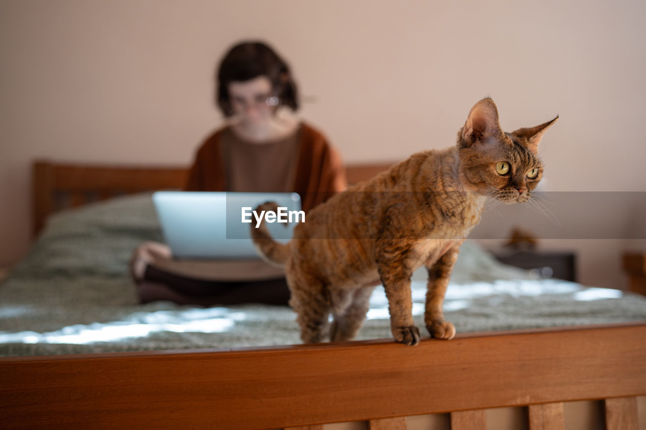 Devon rex cat looking for playing amusement on bed while busy pet owner working on laptop, studying