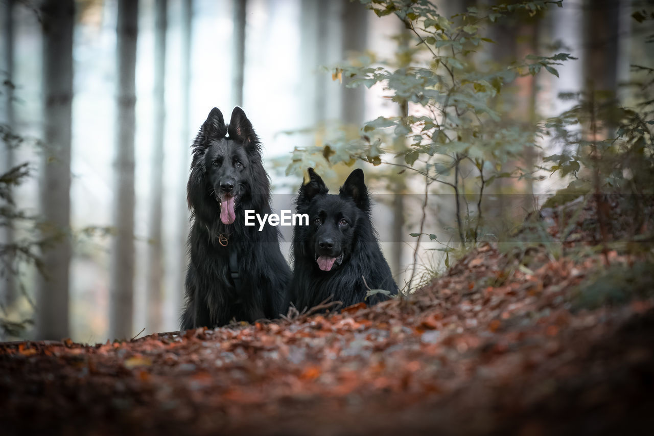 Two black shepherd dogs are sitting in the forest in a clearing with backlighting in the background
