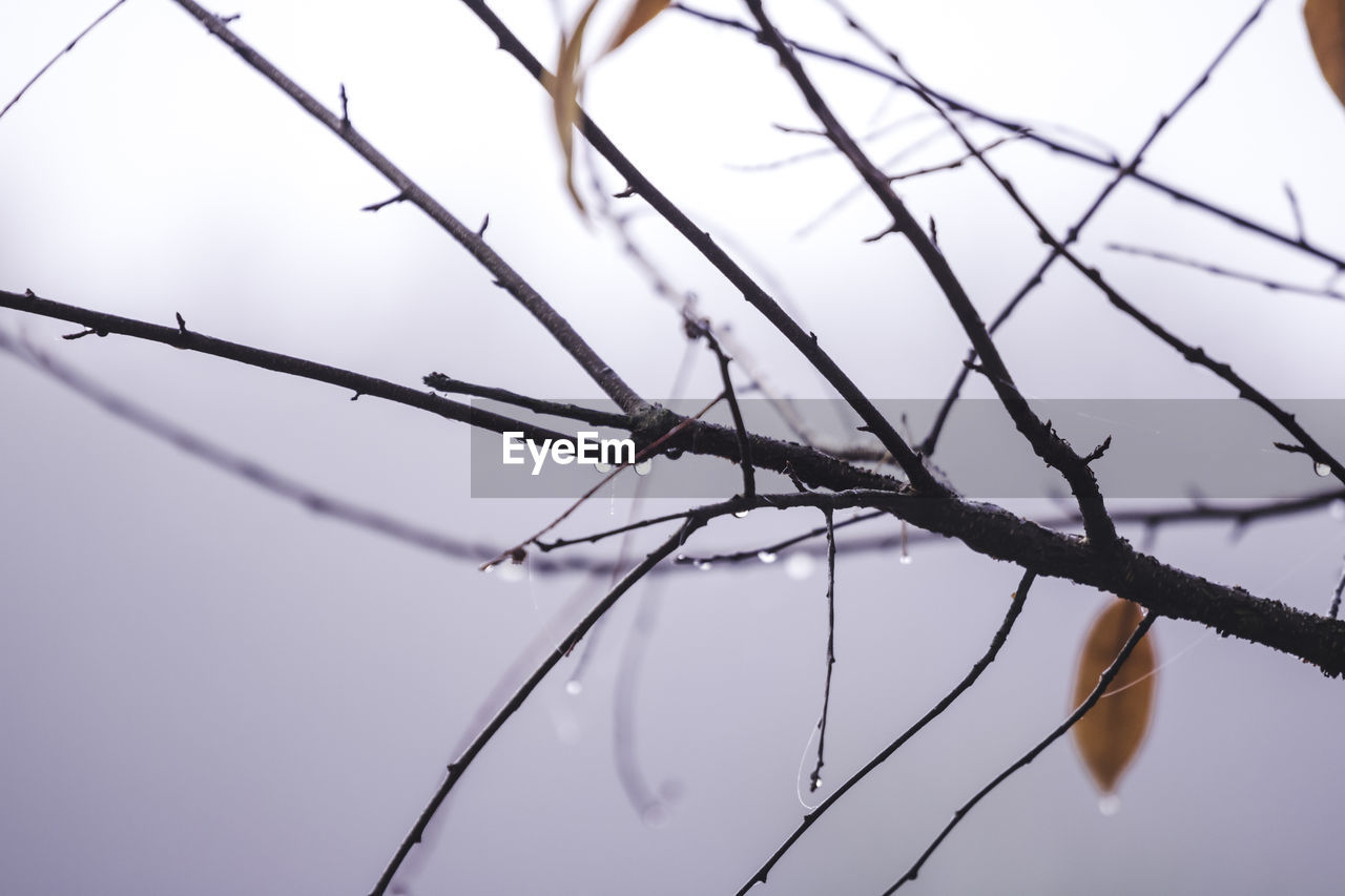 Low angle view of bare tree against sky