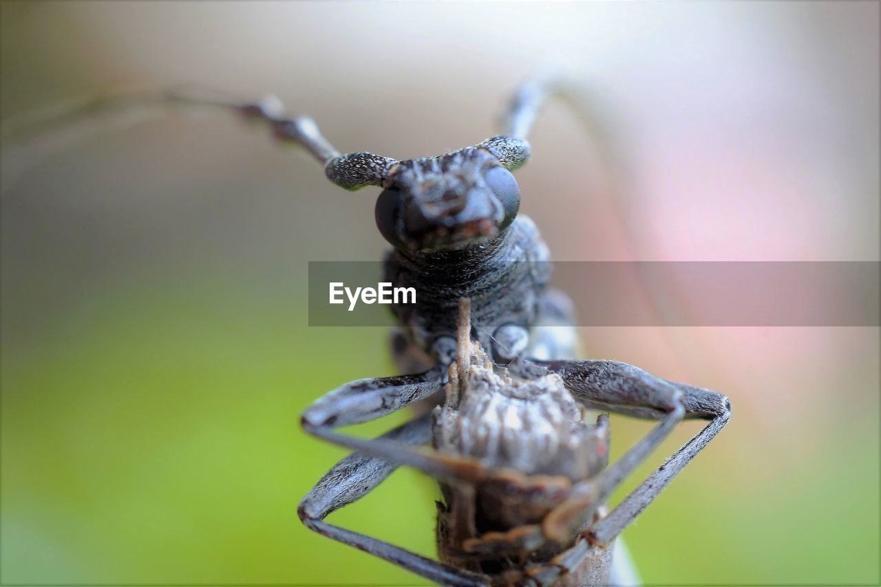 Macro photography of longhorn beetle