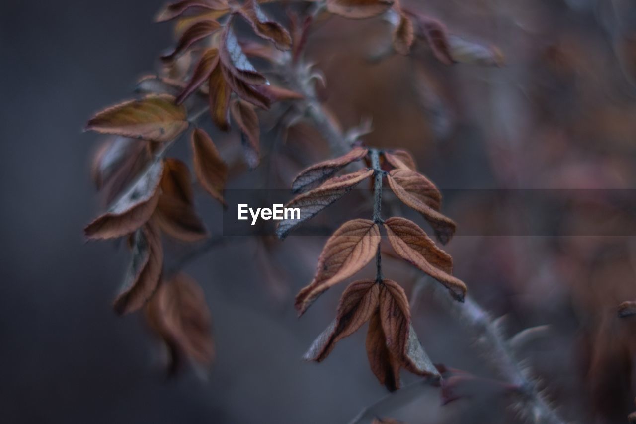 CLOSE-UP OF DRY LEAVES DURING AUTUMN