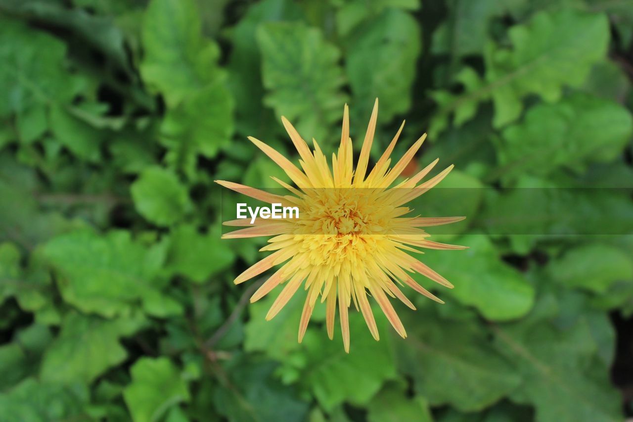 CLOSE-UP OF FLOWERING PLANT