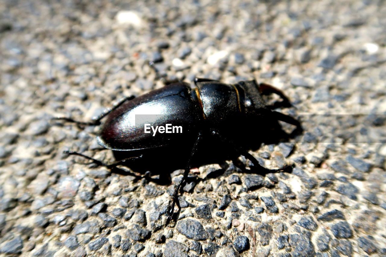 Close-up of insect