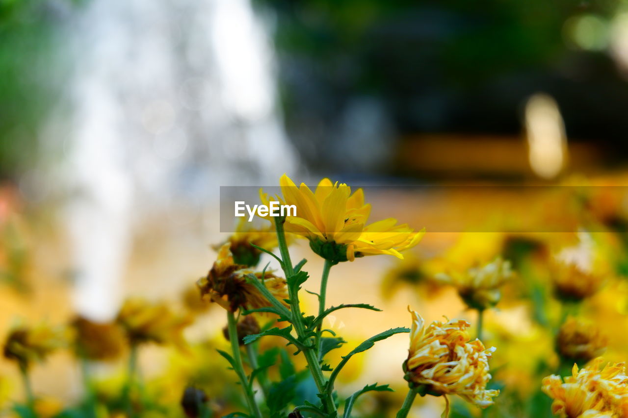 yellow, plant, flower, flowering plant, beauty in nature, nature, freshness, autumn, leaf, sunlight, landscape, summer, multi colored, growth, close-up, environment, selective focus, no people, macro photography, land, outdoors, plant part, focus on foreground, green, rural scene, flower head, springtime, blossom, grass, wildflower, non-urban scene, field, day, travel destinations, vibrant color, food and drink, meadow, travel, garden, sky, botany, food, tree, fragility, ornamental garden, tranquility, scenics - nature, agriculture, tourism, inflorescence