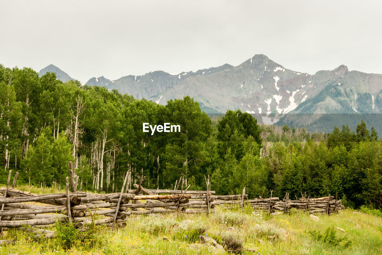 Trees on landscape against mountains