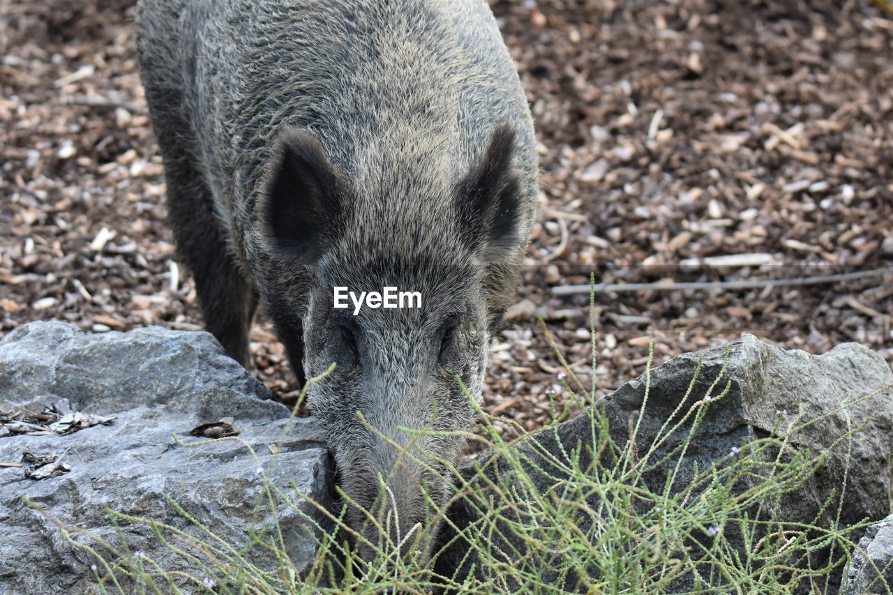 High angle view of wild boar on field