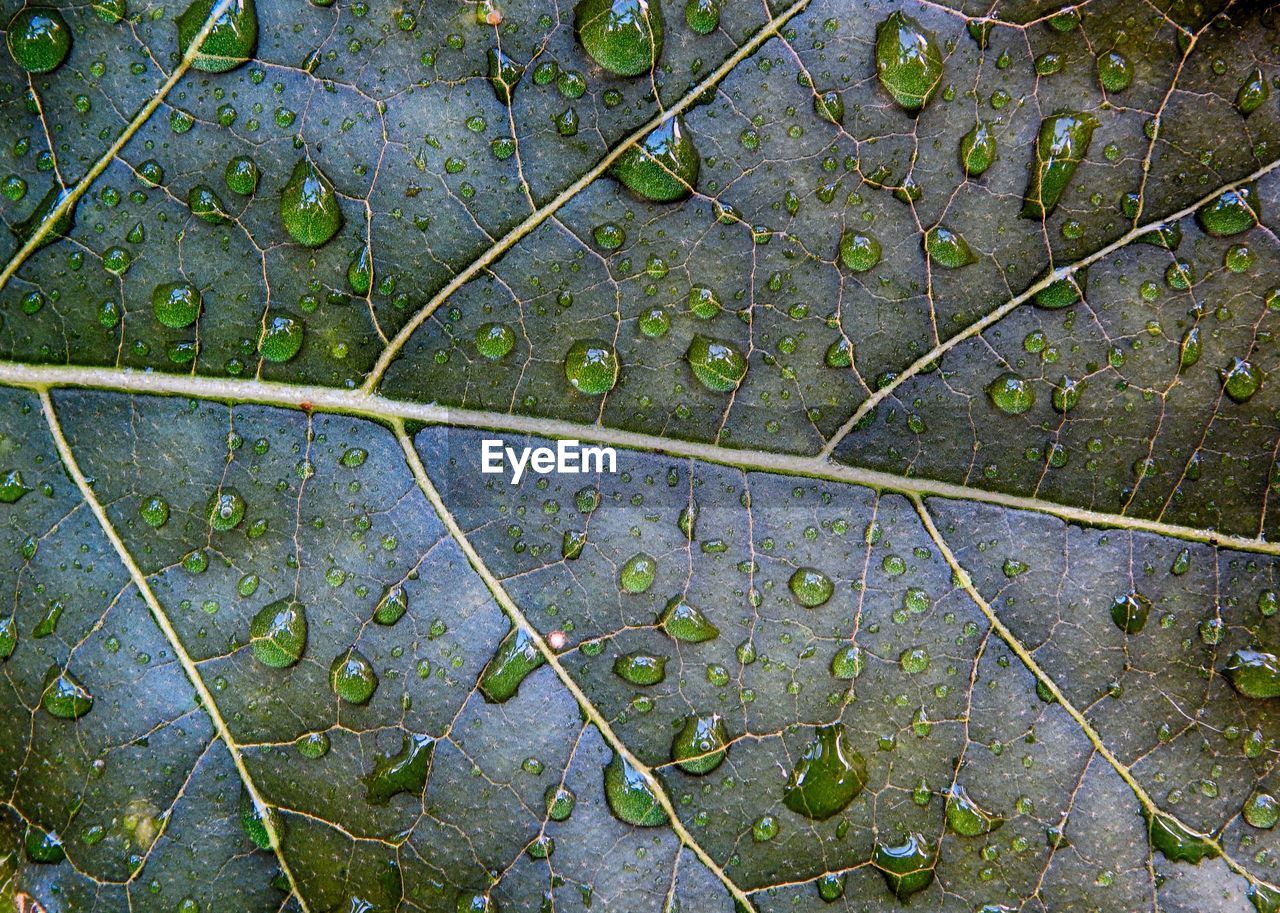 Full frame shot of leaf