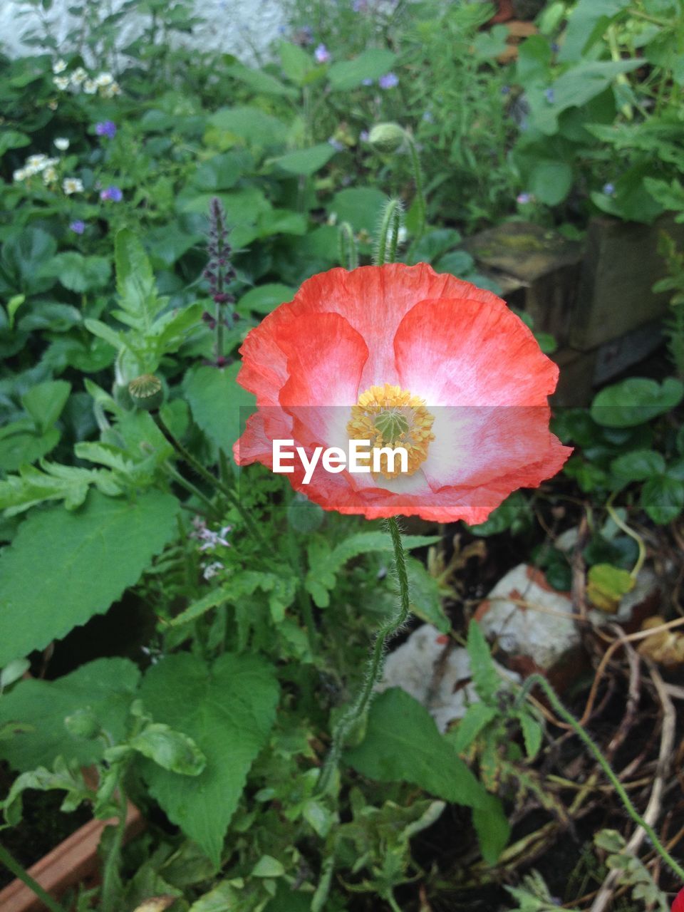 CLOSE-UP OF POPPY FLOWER BLOOMING OUTDOORS