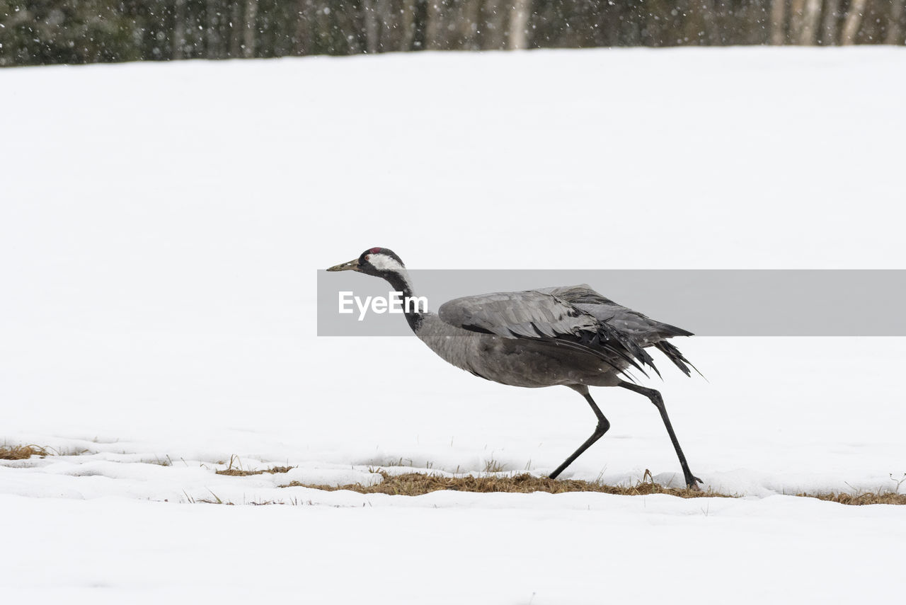 Bird on a snow covered land