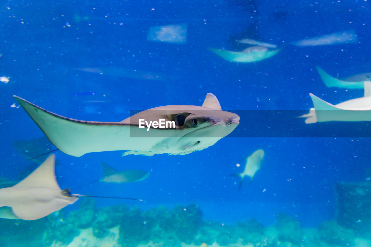 Closeup of many stingrays through aquarium window