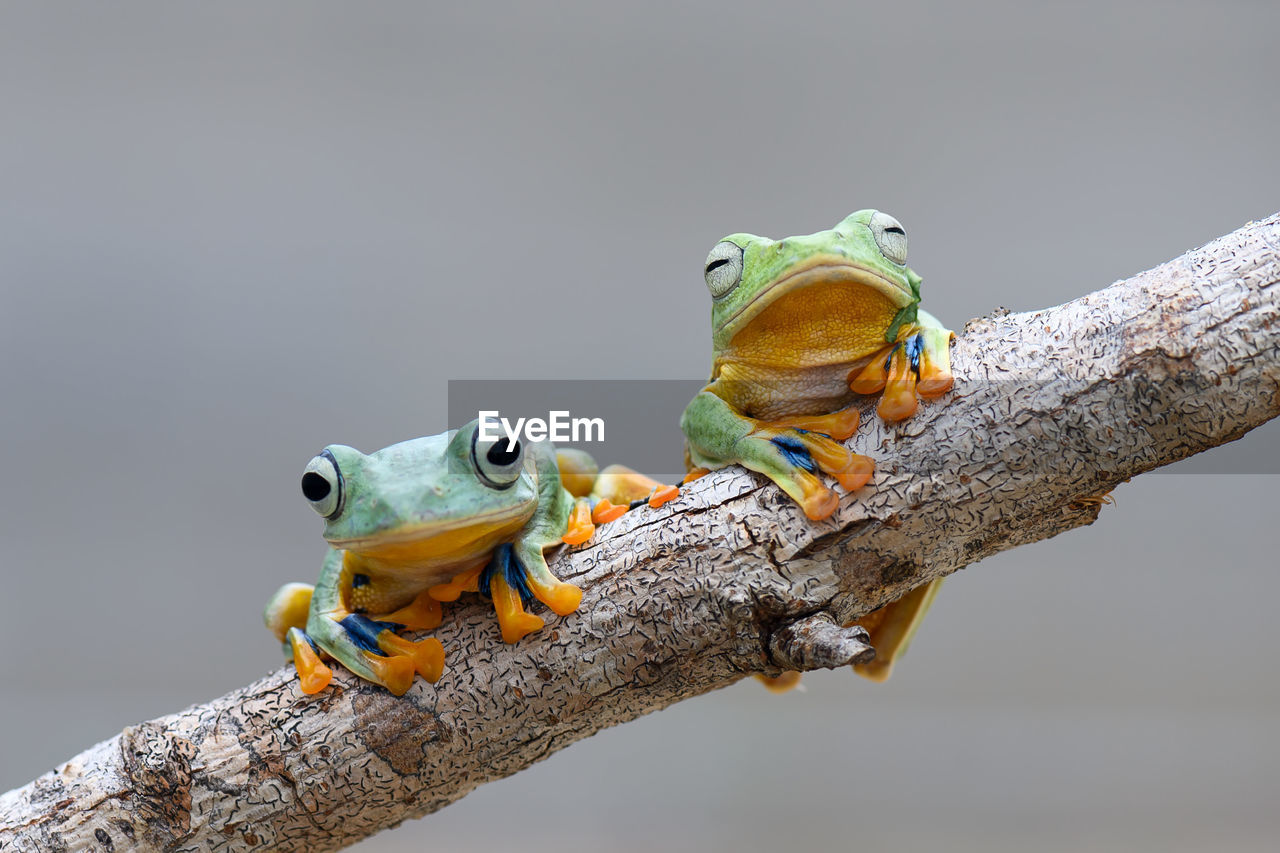 CLOSE-UP OF FROG ON BRANCH AGAINST BLURRED BACKGROUND