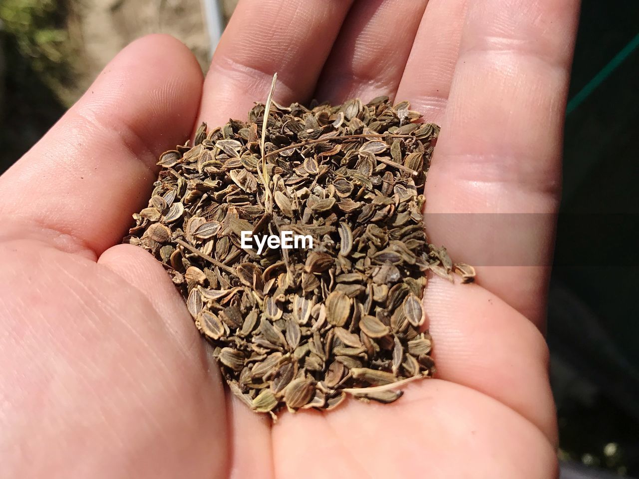 CROPPED IMAGE OF PERSON HOLDING DRY LEAF