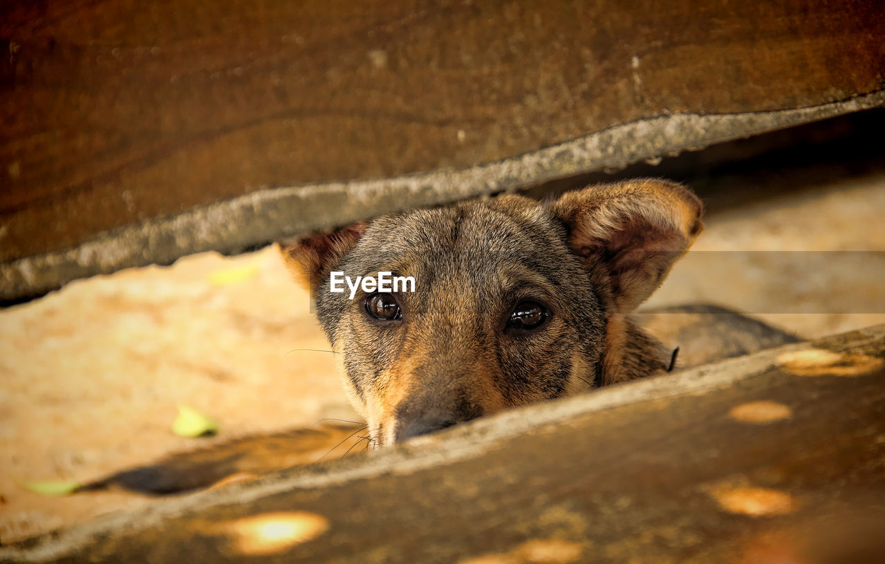 HIGH ANGLE VIEW PORTRAIT OF DOG BY WOOD