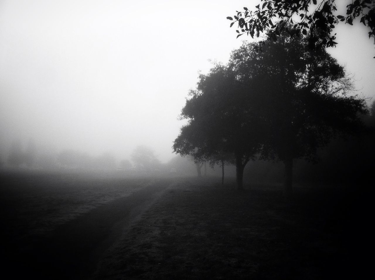 Trees on field against sky in foggy weather