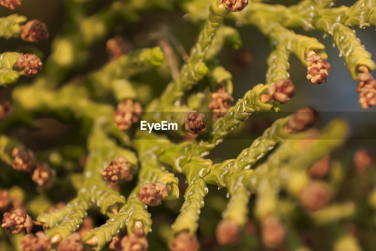 food and drink, plant, food, green, healthy eating, nature, vegetable, flower, no people, produce, close-up, growth, leaf, freshness, selective focus, beauty in nature, shrub, tree, plant part, outdoors, fruit, branch, day, agriculture, wellbeing, macro photography, healthcare and medicine, full frame