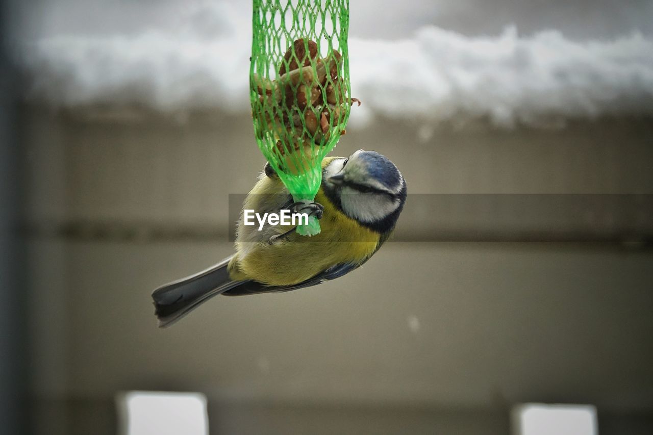 CLOSE-UP OF BIRD PERCHING ON METAL