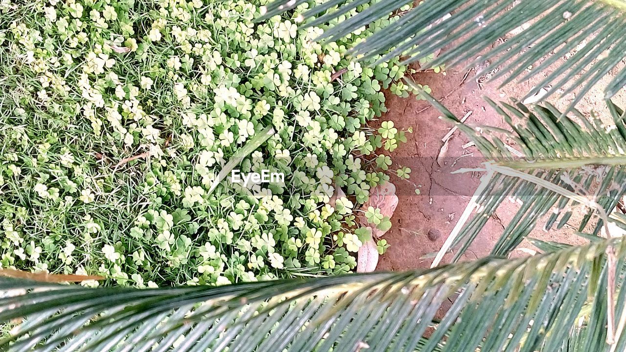 CLOSE-UP VIEW OF PLANTS