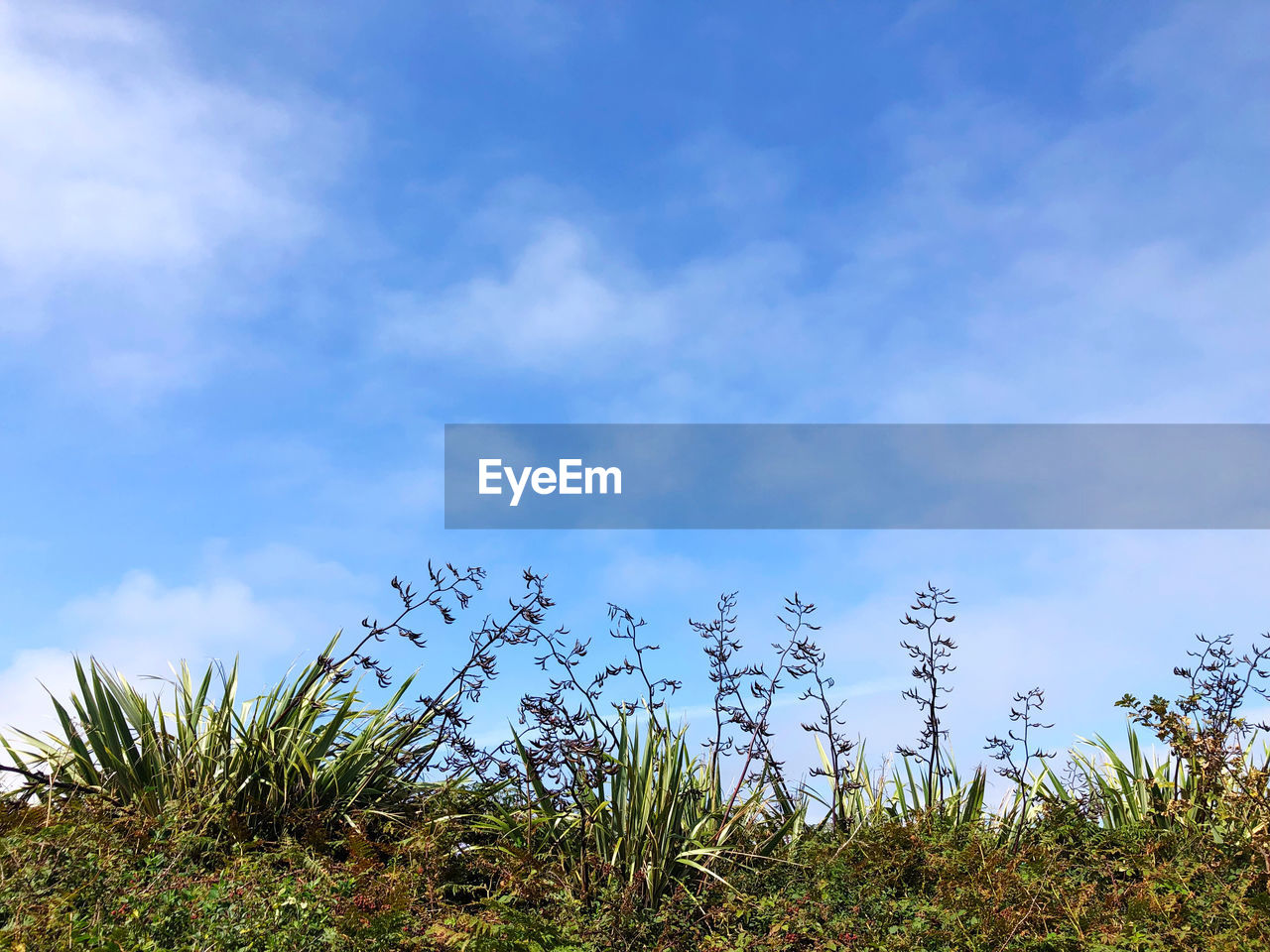 LOW ANGLE VIEW OF PLANTS AGAINST SKY