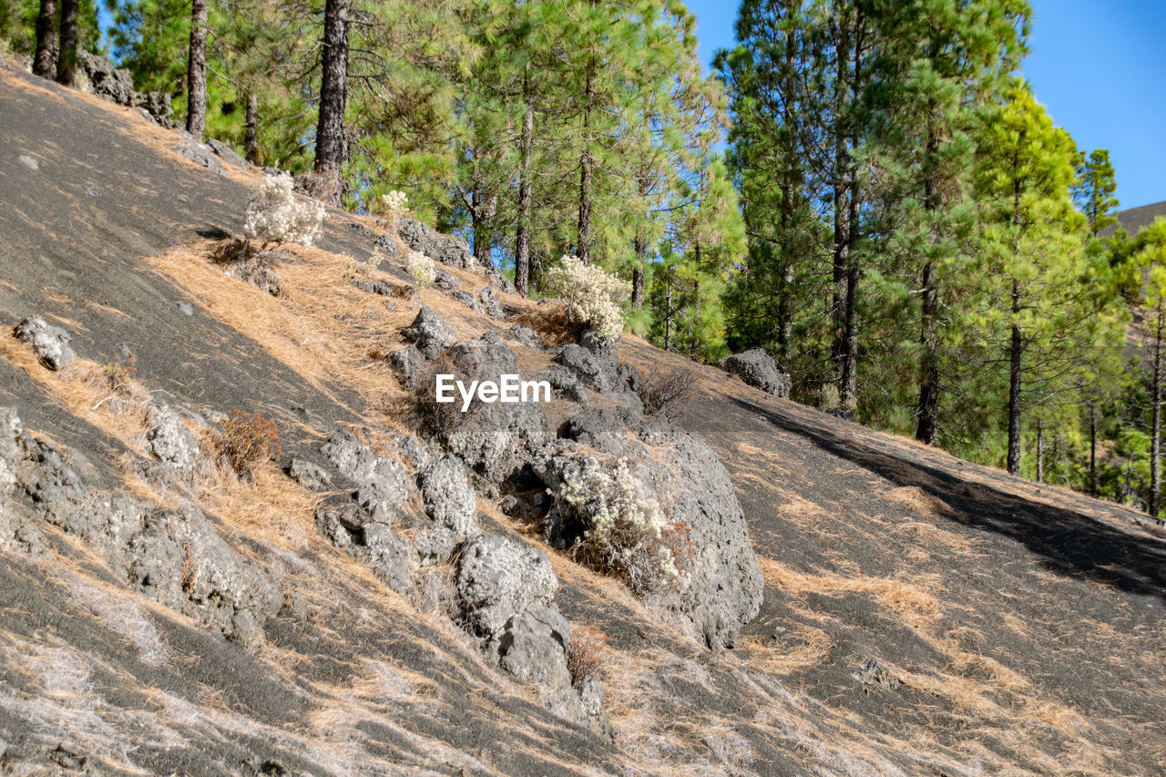 tree, plant, nature, rock, land, forest, trail, wilderness, ridge, beauty in nature, tranquility, scenics - nature, non-urban scene, environment, day, no people, landscape, tranquil scene, outdoors, sky, geology, mountain, tree trunk, wood, pinaceae, coniferous tree, sunlight, growth, travel destinations, trunk, terrain, pine tree, travel, pine woodland, soil, activity, adventure