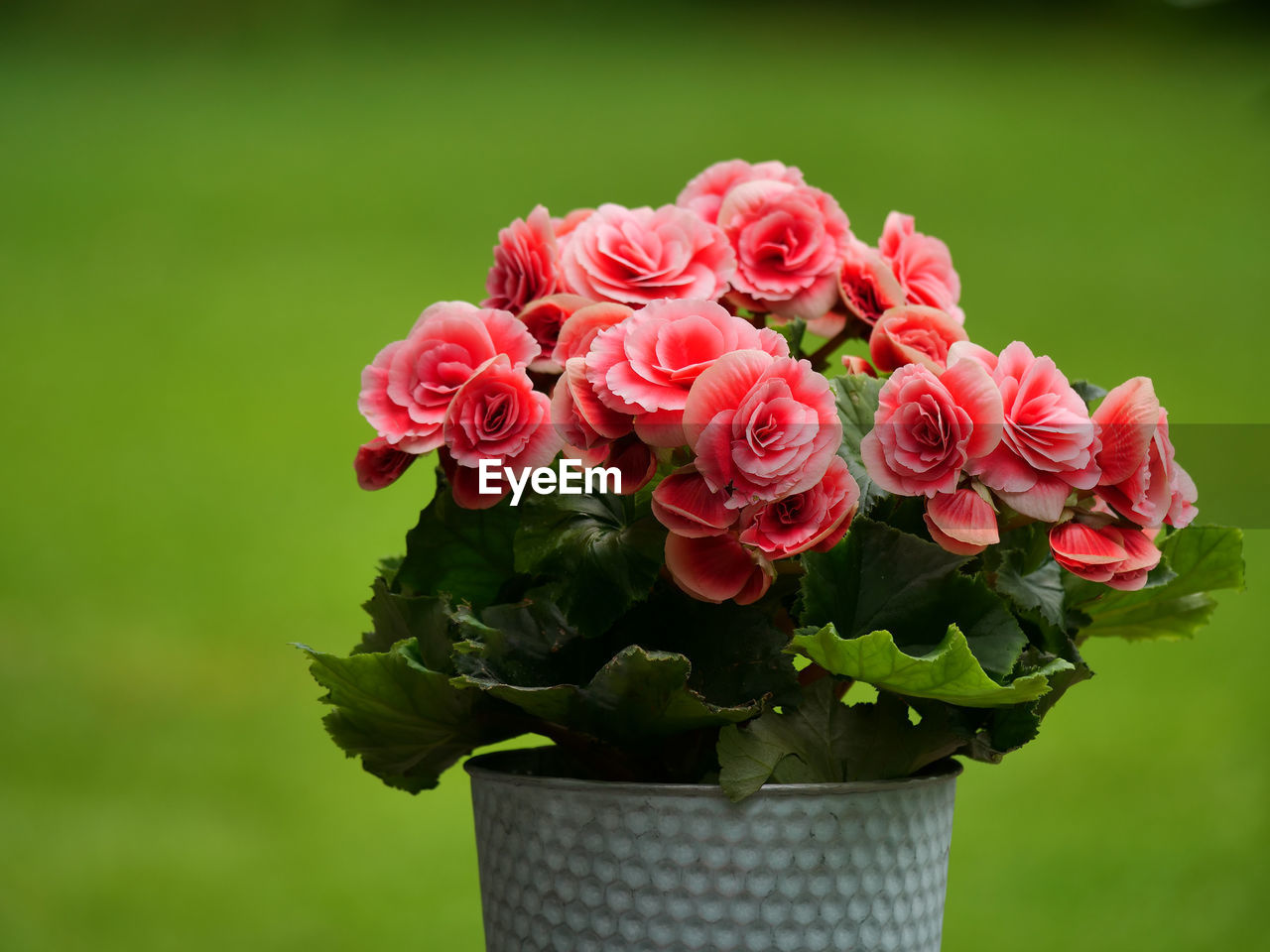 Close-up of pink rose flowers in vase