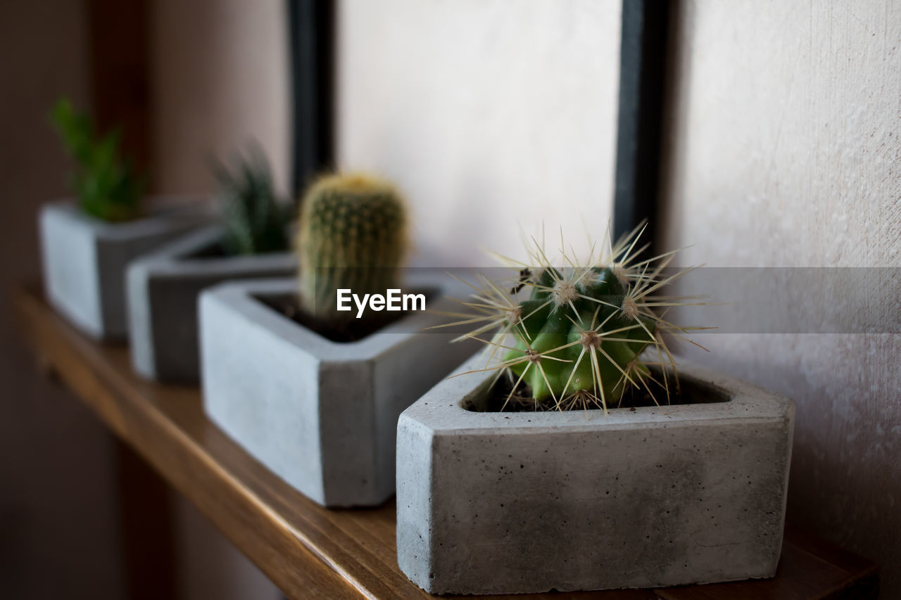 Close-up of potted plant against wall