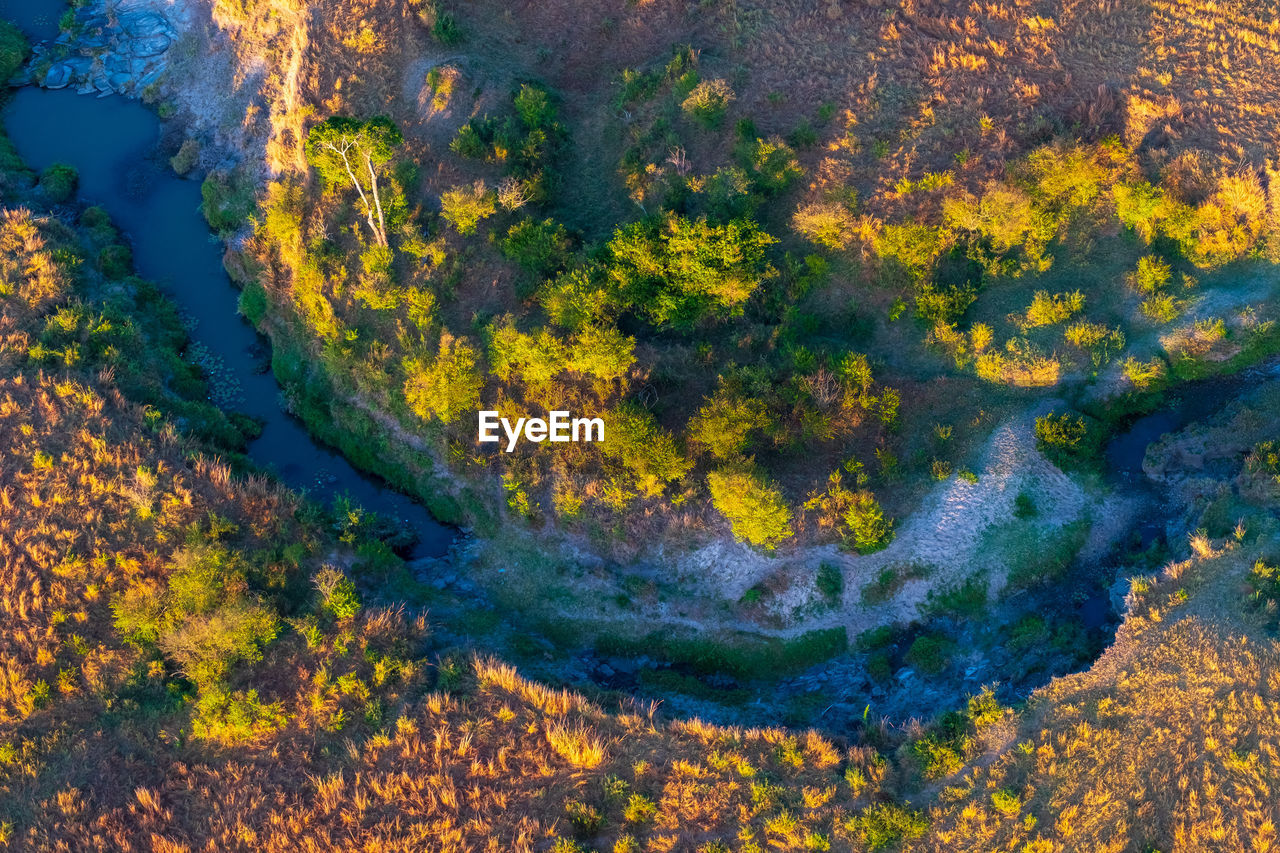 Aerial view of trees