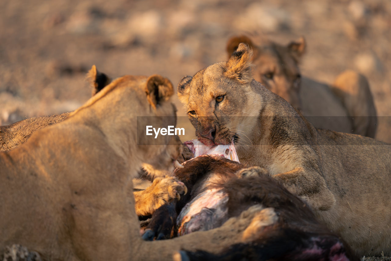 close-up of lioness looking away