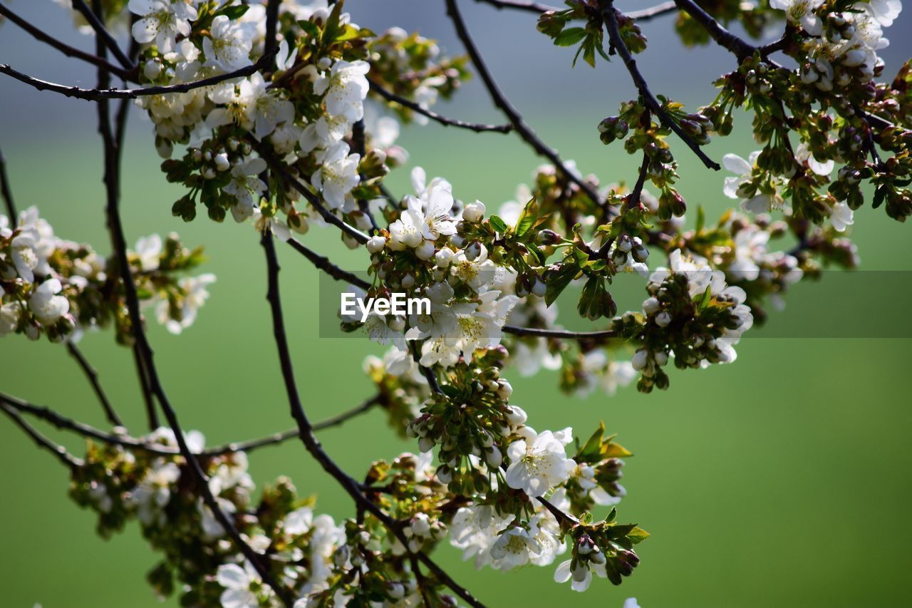 LOW ANGLE VIEW OF CHERRY BLOSSOM