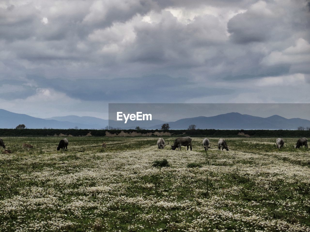 Sheep grazing on field against sky