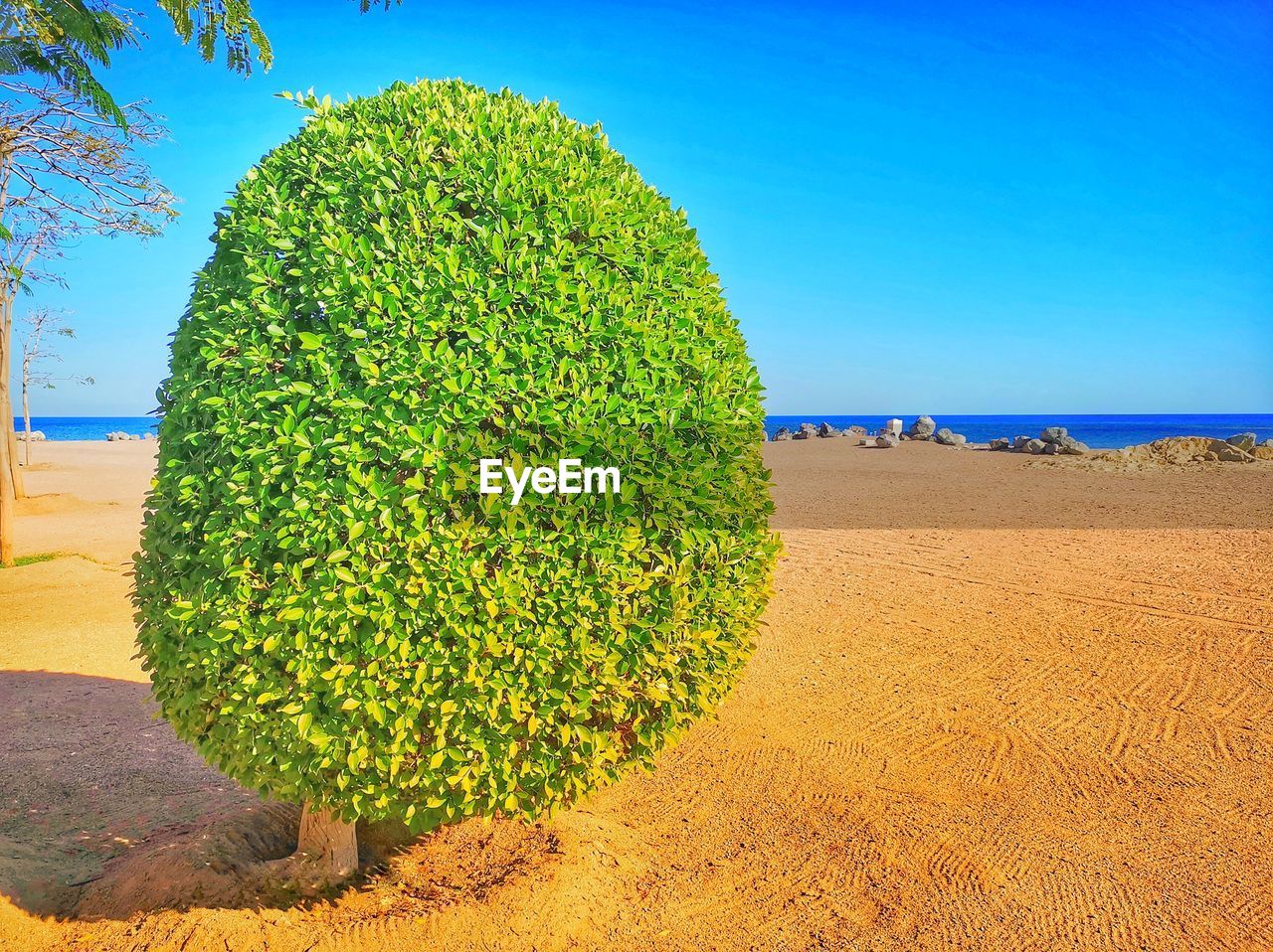 PLANT GROWING ON BEACH AGAINST SKY