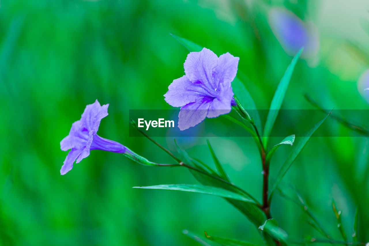 Close-up of purple flowering plant