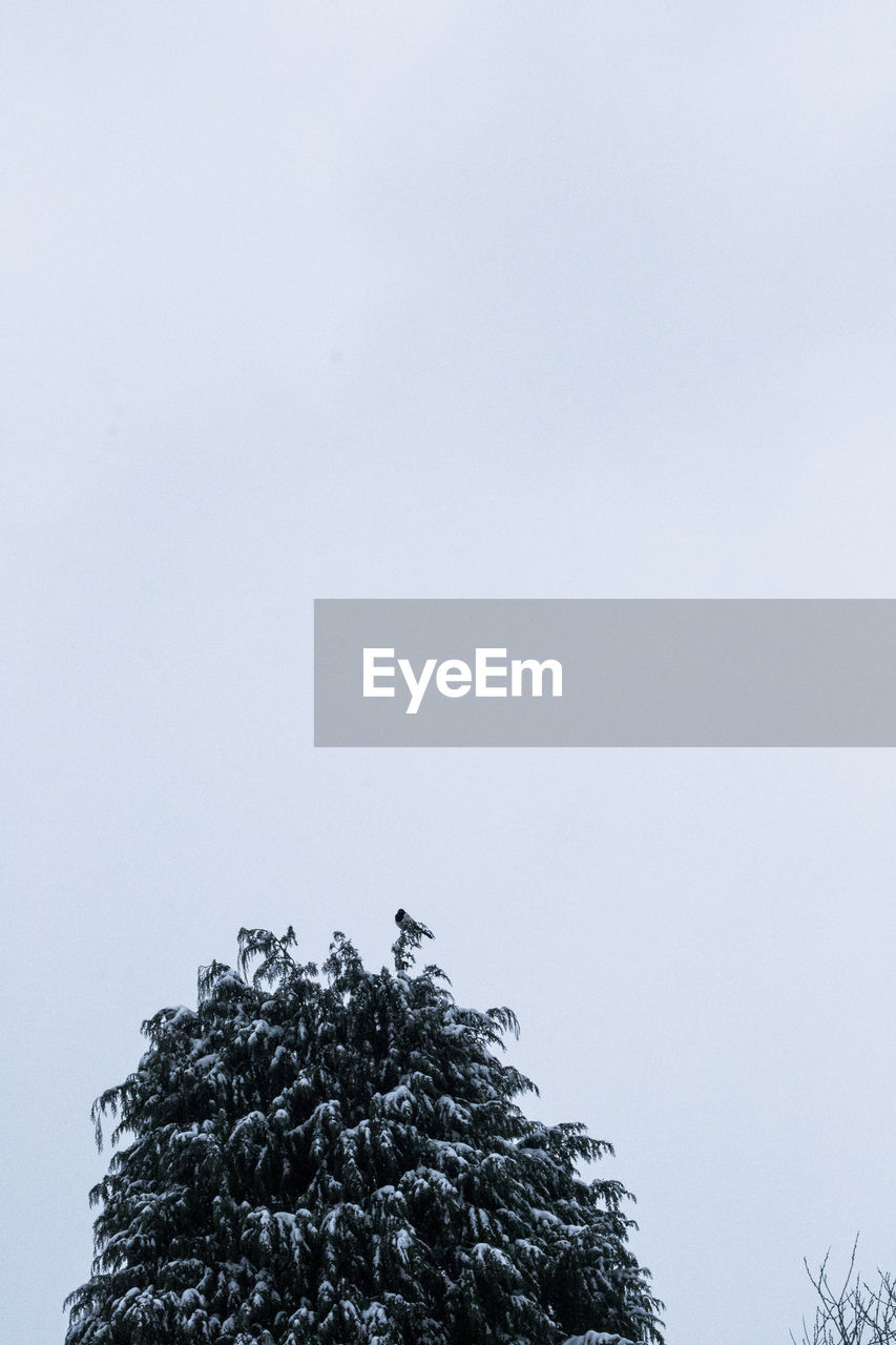 LOW ANGLE VIEW OF TREE AGAINST CLEAR SKY
