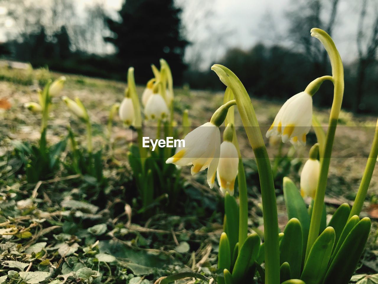 Close-up of white crocus blooming outdoors