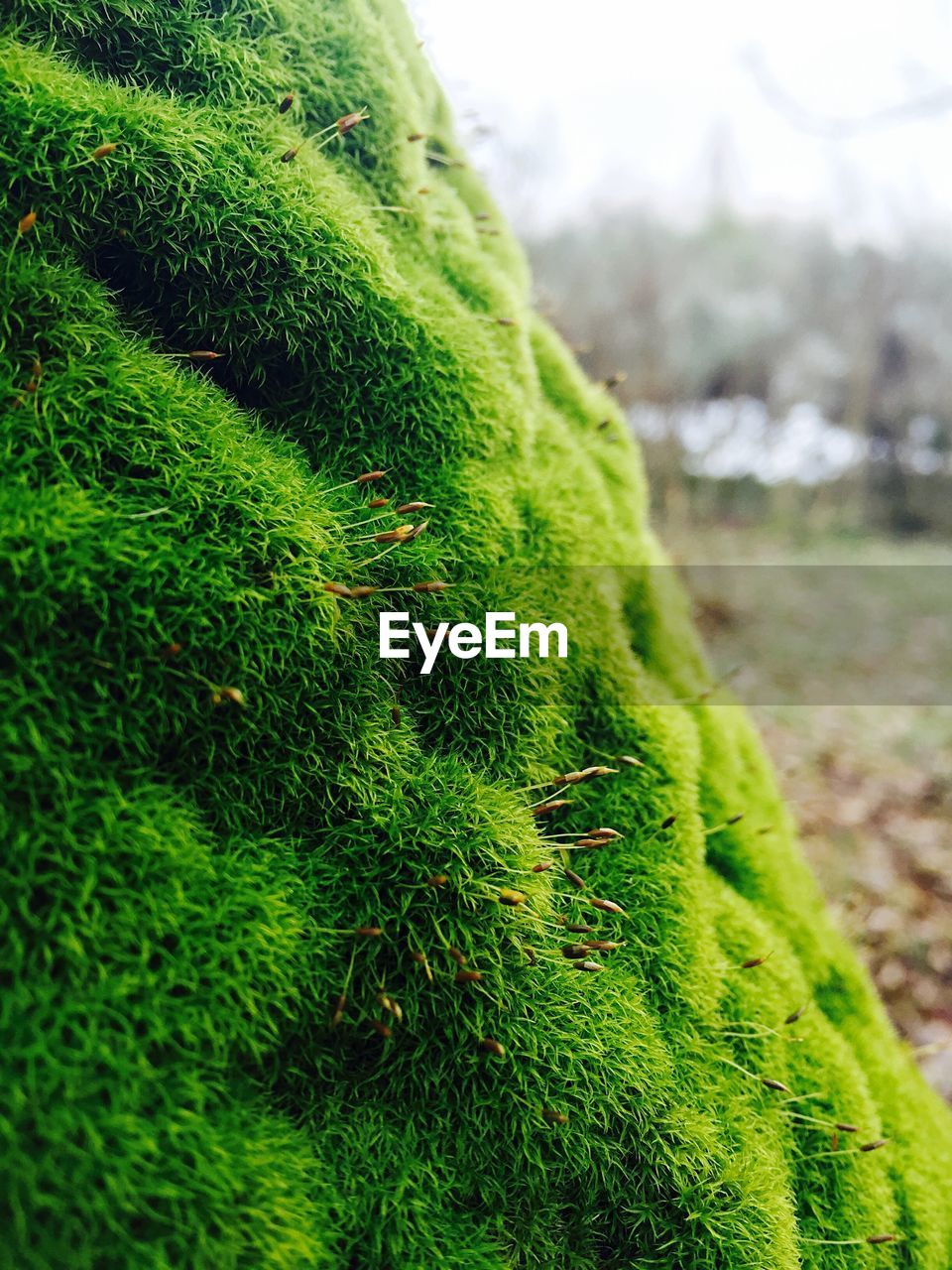 Close-up of moss growing on rock