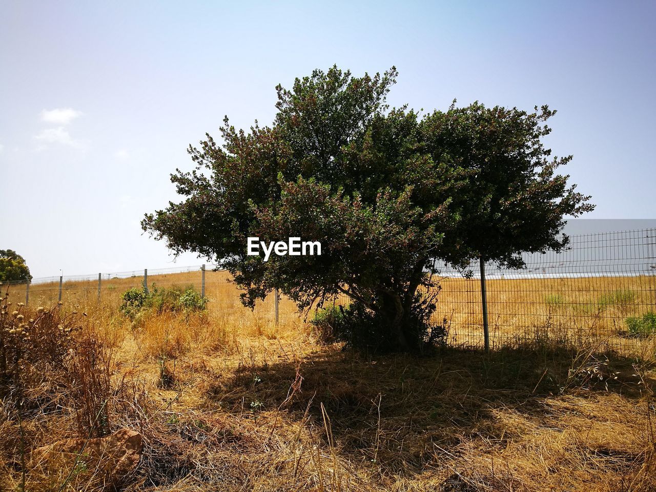 TREES GROWING ON FIELD AGAINST SKY