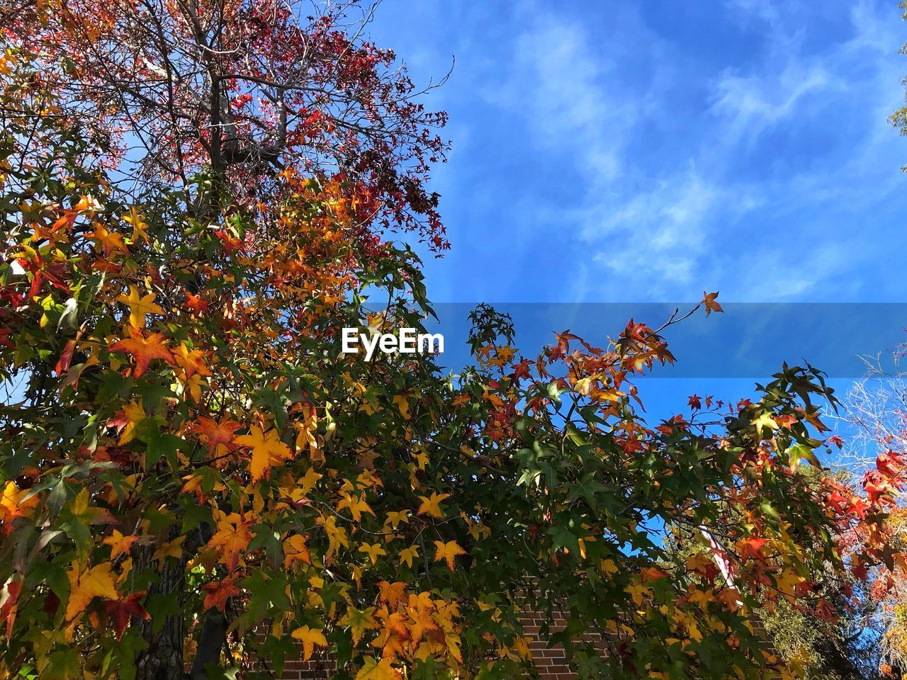 LOW ANGLE VIEW OF TREES DURING AUTUMN