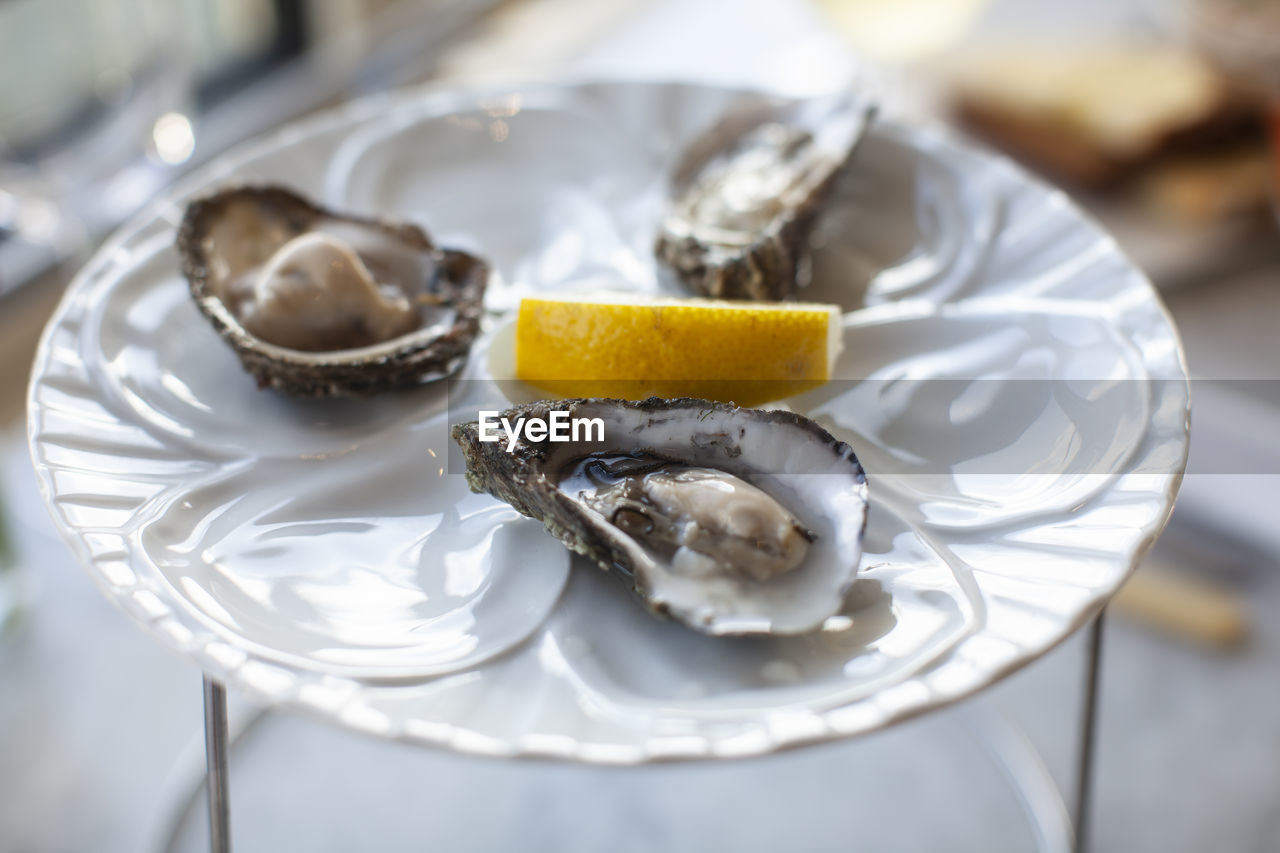 Close-up of oysters served on table